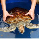 From Bentota: Exclusive Madu River Safari & Turtle Hatchery - Practical Details and Tips