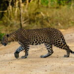 From Bentota - Yala National Park Full Day Safari Tour - Who Will Love This Safari?
