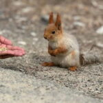 From Bishkek : Adventures to Ala Archa National Park - Local Flavors and Food