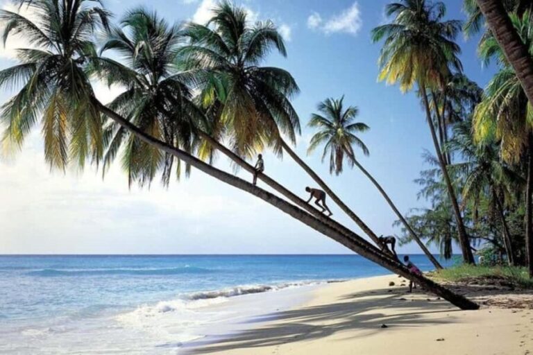 From Bridgetown: Barbados Coast To Coast Half-Day Tour - A Deep Dive into the Tour Experience