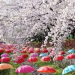 From Busan: Jinhae Cherry Blossom Festival Guided Day Trip - Detailed Breakdown of the Experience