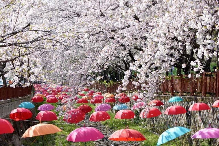 From Busan: Jinhae Cherry Blossom Festival Guided Day Trip - Detailed Breakdown of the Experience