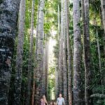 From Cairns: Atherton Tablelands and Paronella Park Day Trip - Who Should Book This Tour?