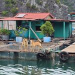 From Cat Ba Island Explore Lan Ha Bay with D'Charme Luxury Cruise - Final Thoughts