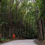 From Cebu-Bohol Day Tour with Roundtrip Ferry Transfers - Starting the Journey: From Cebu to Bohol