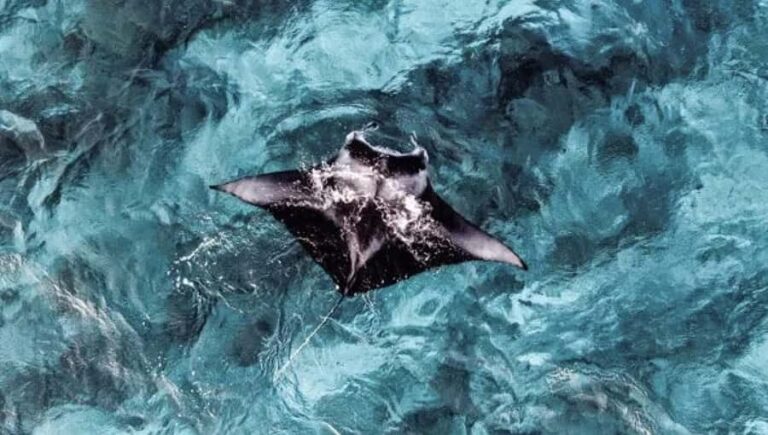 From Ceningan: Snorkeling with Manta Rays & Land Tour - Why This Tour Offers Great Value
