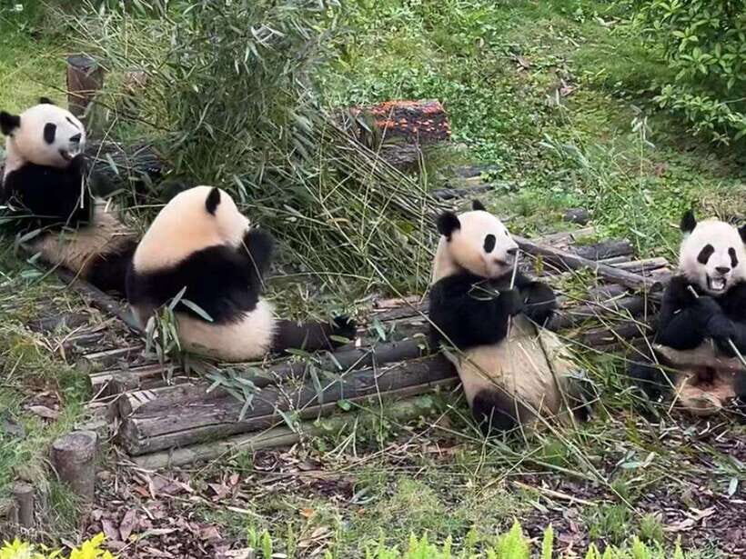 From Chengdu: Leshan Giant Buddha and Panda Base Day Trip - What’s Included and What to Consider