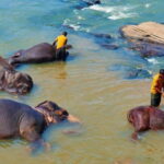 From Colombo - Day Trip to Kandy/ Pinnwala/ Royal Gardens - First Impressions and Overall Experience