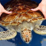 From Colombo/Negombo: Galle, Madu River, and Turtle Hatchery - Practical Details & Tips for Making the Most of the Tour