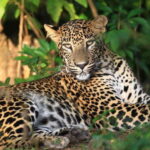From Colombo/Negombo: Wilpattu National Park 4x4 Safari Tour - Practical Details and Value