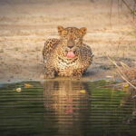 From Colombo/Negombo: Wilpattu National Park 4x4 Safari Tour - Analyzing the Value