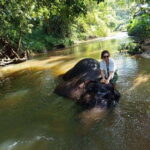 From Colombo or Negombo: Pinnawala, Kandy & Tea Factory Tour - Practical Details and What to Expect