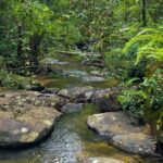 From Colombo: Sinharaja Kithul Toddy Tasting & Stream Bath - Practical Details and What This Tour Means for You