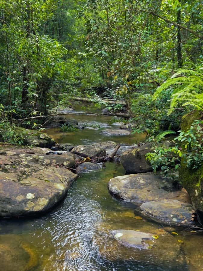 From Colombo: Sinharaja Kithul Toddy Tasting & Stream Bath - Practical Details and What This Tour Means for You