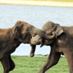 From Colombo: Udawalawe Park and Elephants Orphanage - Visiting the Elephant Transit Home