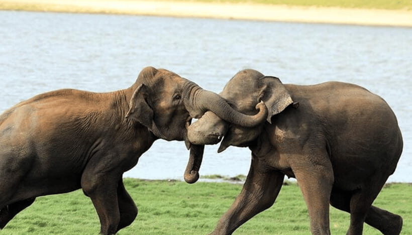 From Colombo: Udawalawe Park and Elephants Orphanage - Visiting the Elephant Transit Home