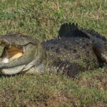 From Colombo: Yala and Ella 2-Day Tour with Jeep Safari - What’s Included & What’s Not?