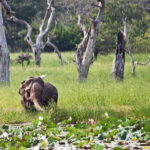 From Colombo: Yala National Park Private Jeep Safari - Why Choose the Yala Safari From Colombo?