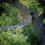 From Colombo : Yala National Park Safari With Tickets - An In-Depth Look at the Yala National Park Tour from Colombo