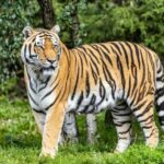 From Delhi: 4-Day Golden Triangle Tour with Tiger Safari - What This Tour Means for You