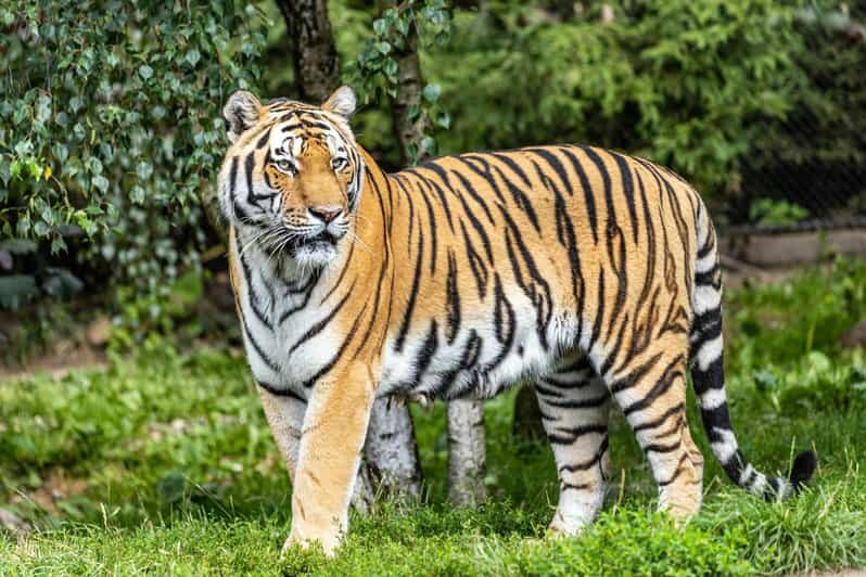 From Delhi: 4-Day Golden Triangle Tour with Tiger Safari - What This Tour Means for You