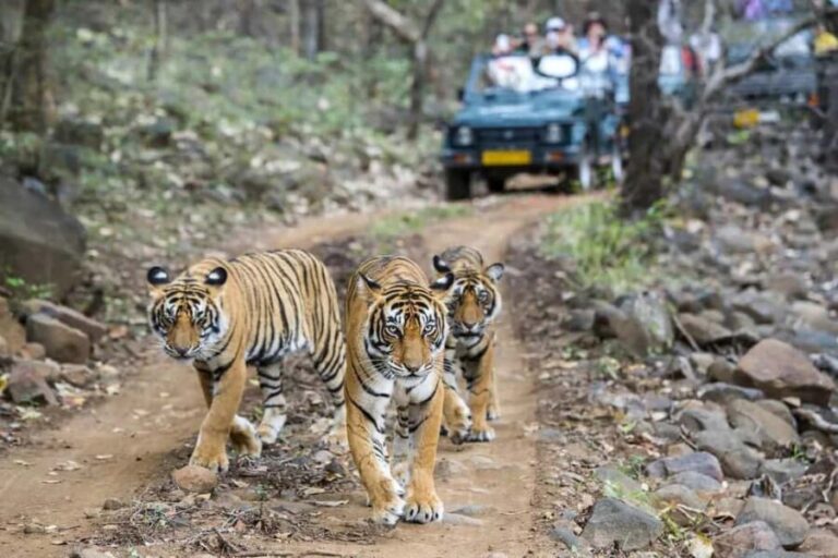 From Delhi: 5-Day Golden Triangle & Ranthambore Guided Tour - What to Expect: Deep Dive into the Experience