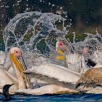 From Delhi: 5-Day Golden Triangle, Safari & Birds Tour - The Experience from a Travelers Perspective