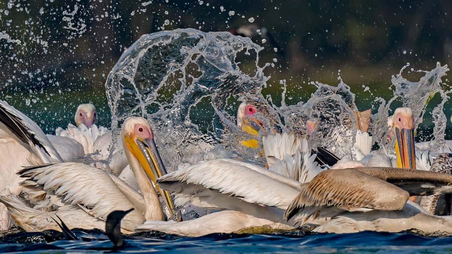 From Delhi: 5-Day Golden Triangle, Safari & Birds Tour - The Experience from a Travelers Perspective