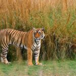 From Delhi 5 Days Private Golden Triangle Tour With Ranthambore - Practical Aspects & What to Expect
