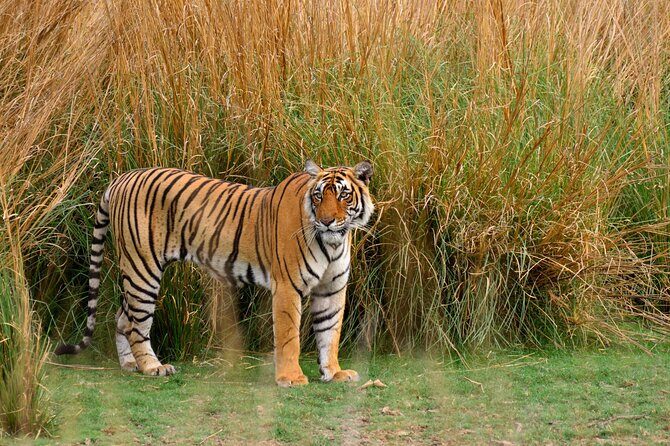 From Delhi 5 Days Private Golden Triangle Tour With Ranthambore - Practical Aspects & What to Expect  
