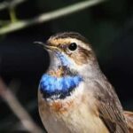 From Delhi, Agra, or Jaipur: Bharatpur Bird Sanctuary Tour - Why This Tour Is Worth Considering