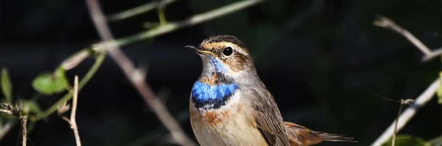 From Delhi, Agra, or Jaipur: Bharatpur Bird Sanctuary Tour - Why This Tour Is Worth Considering