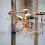 From Delhi: Bharatpur Bird Sanctuary Day Tour - Who Should Consider This Tour?