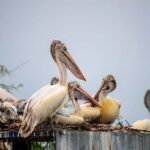 From Delhi: Bharatpur Bird Sanctuary Day Tour - Practical Details and Tips