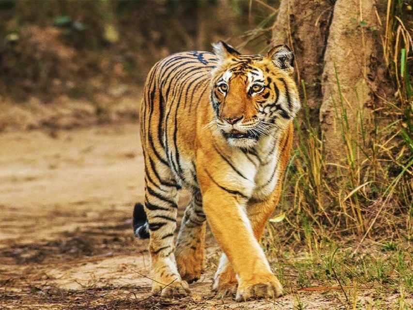 From Delhi: Jim Corbett National Park Tour by Car - Why This Tour Offers Good Value