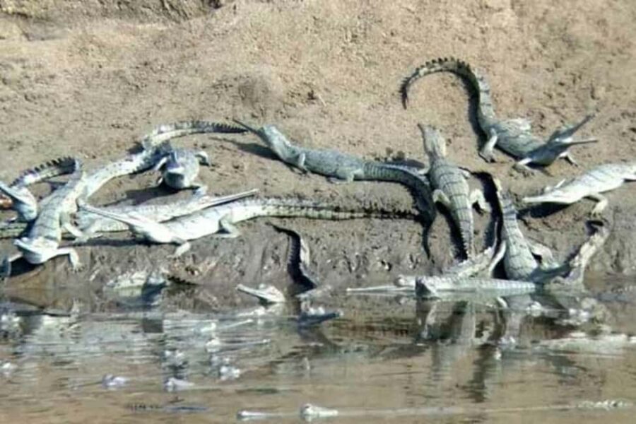 From Delhi: Same Day Taj Mahal tour with Chambal Safari - The Sum Up