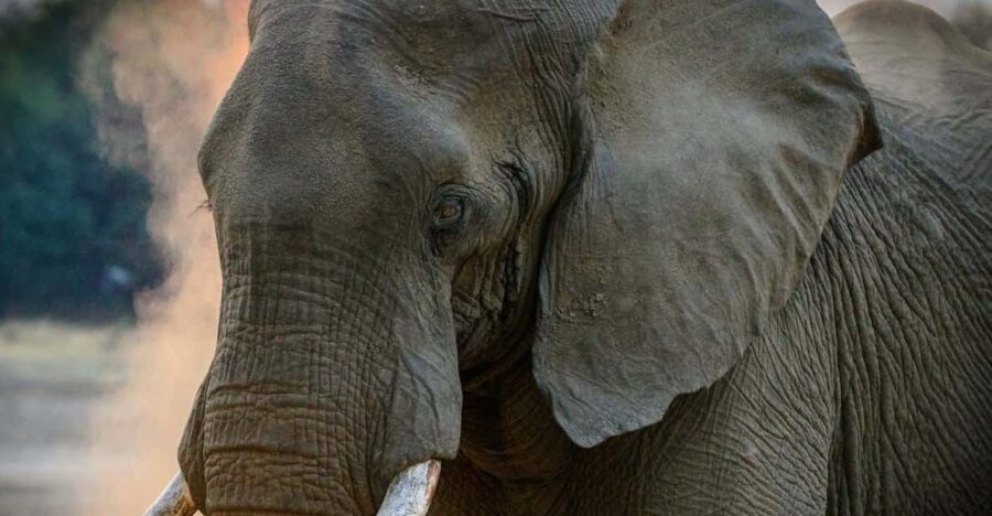 From Delhi: Taj Mahal, Agra Fort & Elephant Centre Tour - Value and Practicality