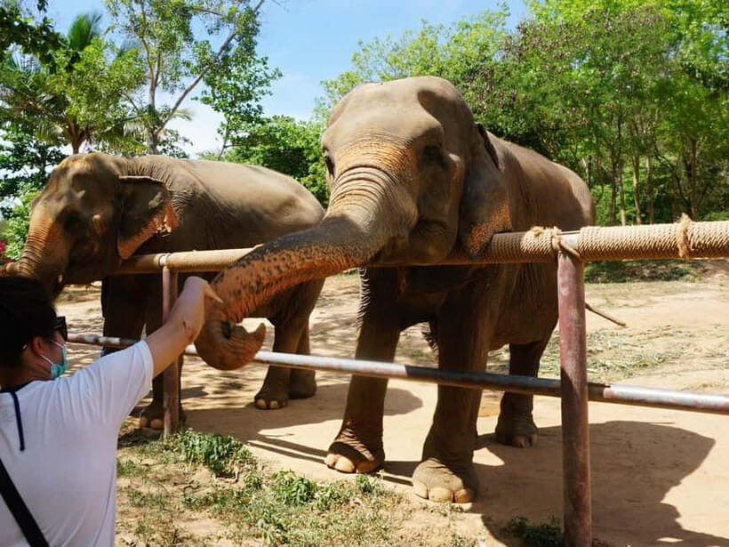 From Delhi: Taj Mahal, Agra Fort & Elephant Sanctuary Tour - Why This Tour Is a Great Choice