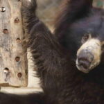 From Delhi: Taj Mahal, Elephant & Bear Wildlife Tour By Car - Dining Experience at a 5-Star Hotel