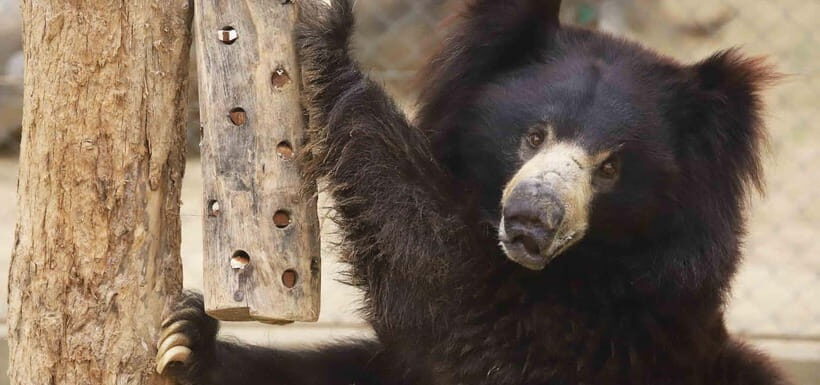 From Delhi: Taj Mahal, Elephant & Bear Wildlife Tour By Car - Dining Experience at a 5-Star Hotel