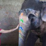 From Delhi: Taj Mahal Sunrise Tour w/ Elephant Conservation - Experience Breakdown: What to Expect on This Tour