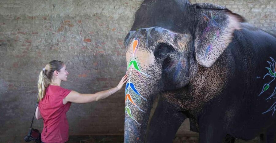 From Delhi: Taj Mahal Sunrise Tour w/ Elephant Conservation - Experience Breakdown: What to Expect on This Tour