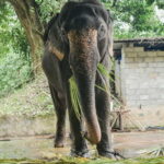 from Delhi Taj Mahal Sunrise Tour W SOS Elephant Conservati - A Deep Dive into the Experience: What to Expect from the Tour