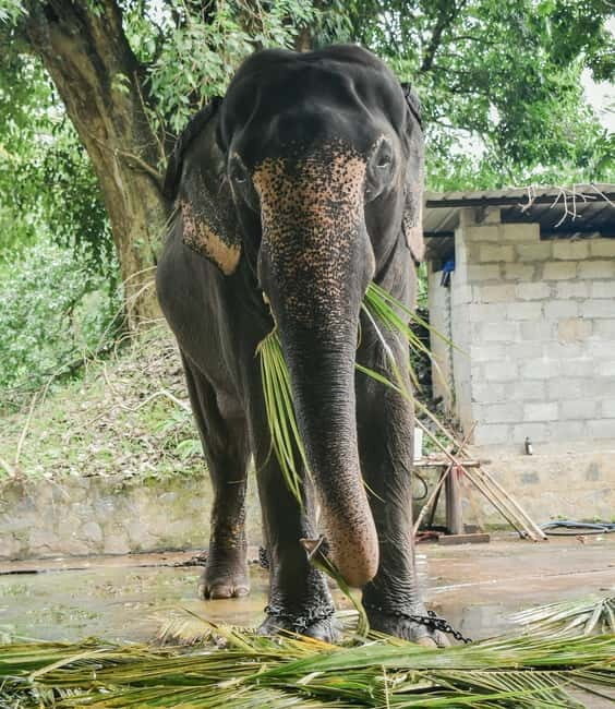 from Delhi Taj Mahal Sunrise Tour W SOS Elephant Conservati - A Deep Dive into the Experience: What to Expect from the Tour