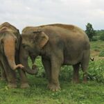 From Delhi: Taj Mahal Sunrise Tour with Elephant Conserver - The Experience in Detail