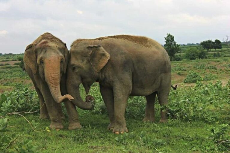 From Delhi: Taj Mahal Sunrise Tour with Elephant Conserver - The Experience in Detail