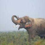 From Delhi: Taj Mahal with Elephant Conservation Centre - Practical Details and What to Expect