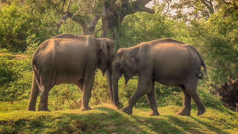 From Ella: 2-Day Yala Park Safari & Transfer to Beach - The Itinerary in Detail