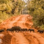 From Ella: Private Yala Safari & Transfer/Tangalle/Mirissa/Galla - Who Is This Tour Best Suited For?