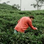 From Ella: Tea Adventure Tour in Haputale With Village Lunch - Practical Details and Value